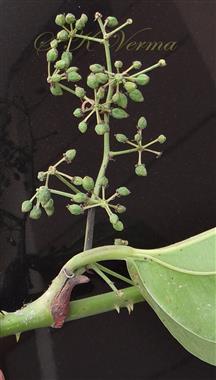  Inflorescence bearing fruits